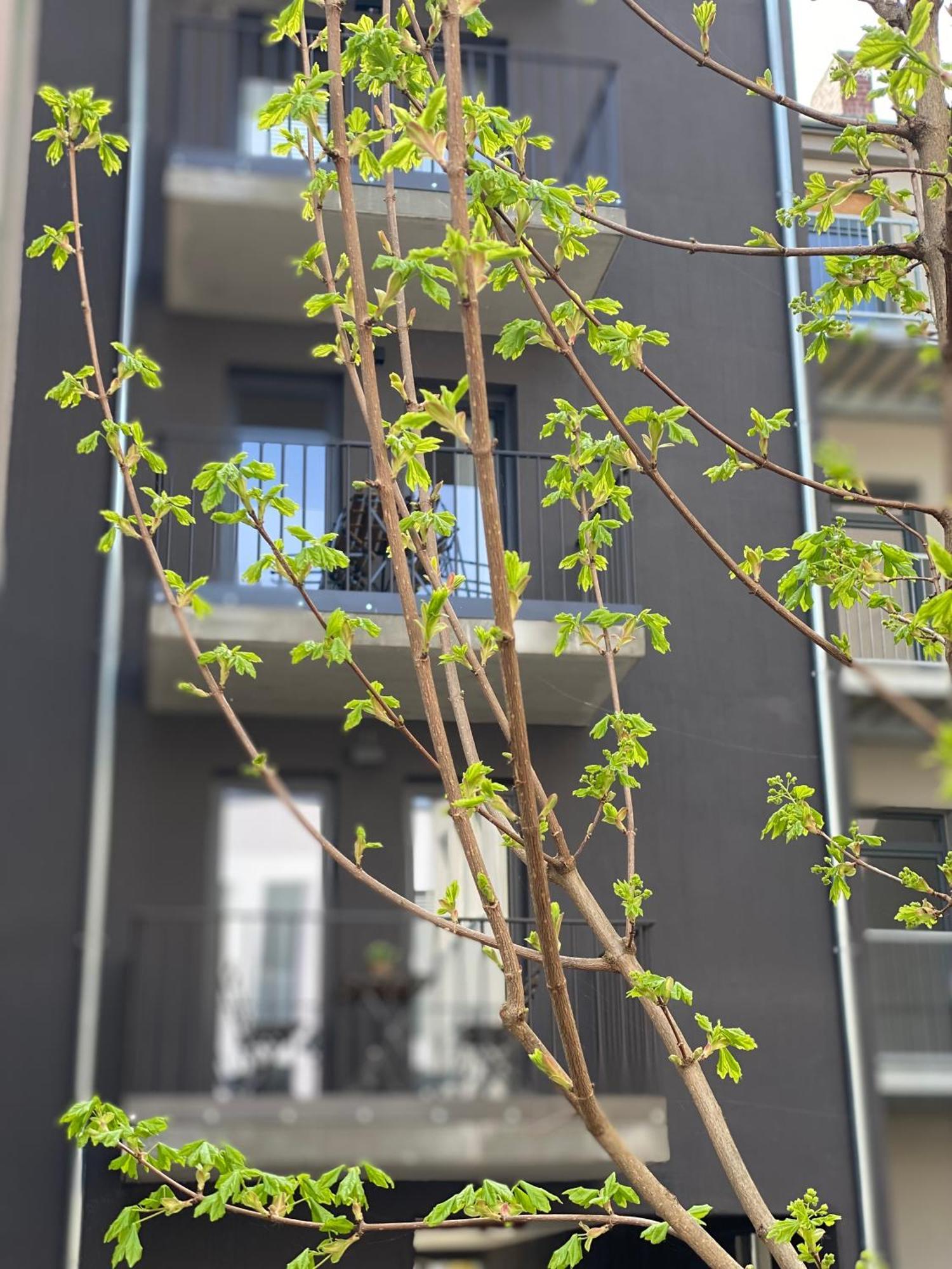 Eiwelhome - Stilvoll, Urban-Ruhig Schlafen, Bahnhofsnah, Balkon 埃尔福特 外观 照片